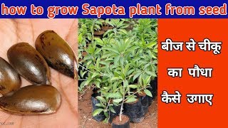 how to grow Sapota plant from seed  बीज से चीकू का पौधा कैसे उगाए [upl. by Attennot528]