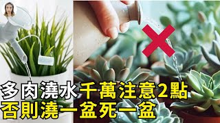 新手如何正确给多肉浇水？不知道这2个注意点，多肉一浇水就死！ 花花世界 [upl. by Miner376]