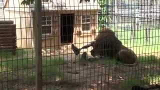 Bone digger the Famous lion tackles handler out of love [upl. by Allerym]