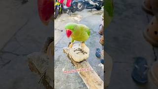 Chia sẻ kinh nghiệm chămsóc dạy nói xíchthái đuôi dài vẹt parrot birds pets cute [upl. by Butch]