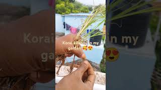 Korai kilagu aruvadaiin my garden 🌱🍀💚🙏🏻😍 [upl. by Eillehs]