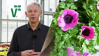 Warum blühen einige Anemonen im Frühjahr während andere im Herbst blühen  Volkers Gartenwissen [upl. by Ayinat]