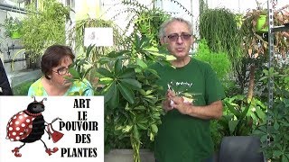 Conseils jardinage Schefflera Entretien et arrosage plante verte dintérieur [upl. by Analat]