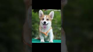 Corgi Benigna Salvatore King Of Asterix HiRo’s Son  45 Months Age😂👍❤️ [upl. by Apgar]