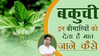 बकुची Psoralea corylifolia इन बीमारियों को देता है मात जाने कैसे  Acharya Balkrishna [upl. by Burtie]