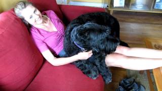 Baron The Giant Schnauzer is a Big Baby [upl. by Darnok]