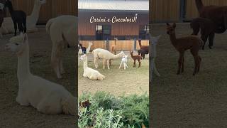 Dove vedere da vicino gli Alpaca in Italia [upl. by Eiramesor]