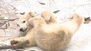 愛くるしいホッキョクグマの赤ちゃん「ホウちゃん」公開 大阪・天王寺動物園 [upl. by Schwing314]