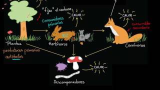 Flujo de energía y materia a través de los ecosistemas  Biología  Khan Academy en Español [upl. by Curtis]