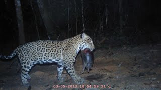 The old matriarch of East Basin Cockscomb Basin Wildlife Sanctuary Belize A jaguar story [upl. by Nnaassilem]