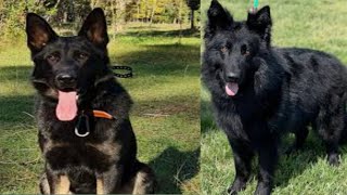 Black German Shepherd Dog  Original German Shepherd  Black German dog videos germanshepherd dog [upl. by Mas]