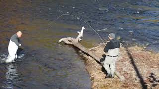 The video were captured at Salmon River NY October 20 [upl. by Suirtemid]