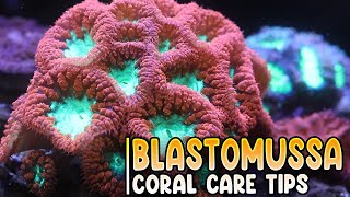 Reef Tank Update  Blastomussa Coral Care Tips amp Feeding [upl. by Nilyaj]