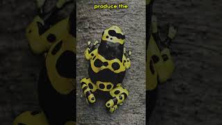 Americas Deadly Frog Kills 10 People 🐸💀 facts shorts deadly frog wildlife [upl. by Derrick]