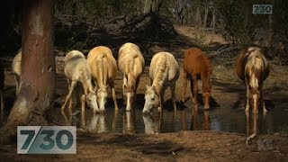 Australias wild desert horses This environment tests them to their limits  730 [upl. by Neumeyer715]