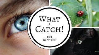 What a Catch  Part 28 A Miraculous Ladybug Fanfiction [upl. by Aihsakal966]