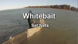 Whitebaiting Set Box Nets Waimakariri Riverwmv [upl. by Sualohcin]