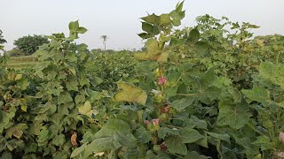 Village life in Punjab Pakistan Beautiful View Land Most beautiful village amazing old Culture 3 [upl. by Ormond]