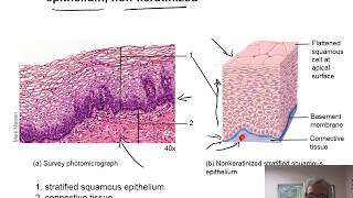 Lab 5 PP  Unit 6  Tissues  Part 2  Epithelial Tissue Stratified Pseudostratified Transitional [upl. by Dannel]