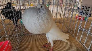 top 10 english pouter pigeon  best pigeon breeds  exclusive fancy pigeons collection [upl. by Ephraim]