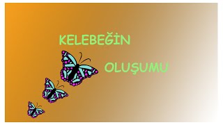 Kelebeğin oluşumu kelebeğin ömrü 1 gün mü [upl. by Rolat]