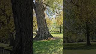 Relaxing Sunday in Hagley Park spring pinoynz filipinonz [upl. by Susejedairam612]