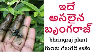 బృంగరాజ్ మొక్కను ఇలా గుర్తు పట్టండి bringraj plant in telugu  అసలైన గుంట గలగర [upl. by Aloisius]