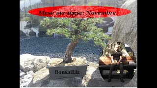 Bonsai Mese per mese  Novembre [upl. by Collum]