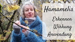 🌻 Hamamelis  Zaubernuß ein quotZauberbaumquot  Wildkräuter erkennen sammeln  Wirkung amp Anwendung [upl. by Rimaj]