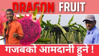 Dragon Fruit  को बारेमा जानकारी लिन पुरा भिडियो हेर्नुहोस । Dragon Fruit farming plant Kolhabi TV [upl. by Ellinehc145]