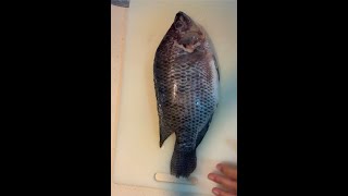 TAIWAN TILAPIA CLEANING amp CUTTING asmr fish fishcleaning fishcutting taiwantilapia tilapia [upl. by Banks]