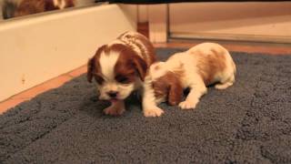 Cavalier King Charles puppies 3 weeks old today [upl. by Ina272]