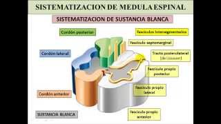 MEDULA ESPINAL  CONFIGURACION EXTERNA E INTERNA [upl. by Tullus]