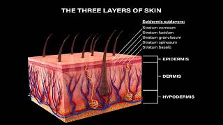 LEC 1 course introduction  The Structure amp Functions of the Skin شرح بالعربي [upl. by Ule]