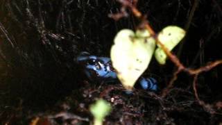 Dendrobates auratus call [upl. by Lledniw]