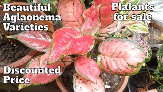 Aglaonema Plants For Sale  Indoor Plants  Aglaonema Varieties gardening indoorplants sale [upl. by Scholz]