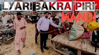 Lyari Bakra Piri Cow Mandi update 2024 Cow mandi Bakra Mandi [upl. by Nillad]