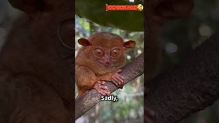 Tarsier The Tiny Nocturnal Hunter [upl. by Anivas]