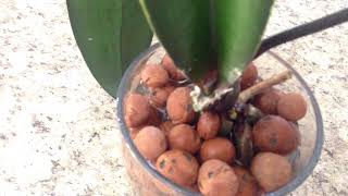 20130127  Watering my orchid in hydroton clay pellets [upl. by Garrett]