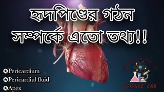 হৃদপিণ্ডের গঠন সম্পর্কে এতো তথ্য 🤔‎Sciencelab0 [upl. by Segal]