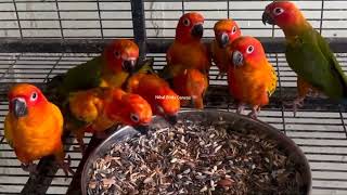 Redfector Sunconure parrots feeding mashallah [upl. by Nonnelg952]