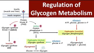 Regulation of Glycogen Metabolism  Glycogen Metabolism  Carbohydrate Metabolism  Biochemistry [upl. by Onateag652]