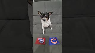 Titans vs Bears nfl nflfootball nflpredictions tennesseetitans chicagobears dog week1 [upl. by Knah]