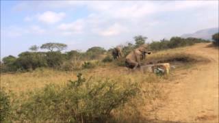 Elephant bulls wrestling amp playing in mud  Hluhluwe Safari from Durban [upl. by Waldron510]