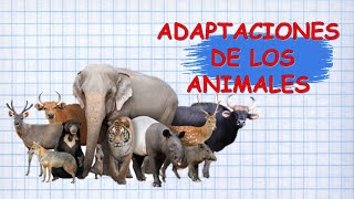 ¿SABES CÓMO SE ADAPTAN LOS ANIMALES A SU HABITAT [upl. by Bellew]