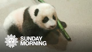 Meet Xiao Qi Ji the Smithsonian National Zoos star panda cub [upl. by Tnirb]