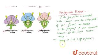 What do you mean by perigynous flower [upl. by Harbert]