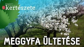 Meggyfa ültetése  Gyümölcsfa rendelés  Megyeri Kertészet Gödöllő [upl. by Eciruam]