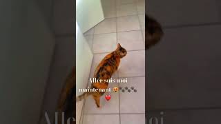 chat drôle et intelligentecommunicationcat cute funny shortsyoutube shortvideos 😻❤️ [upl. by Holloway]