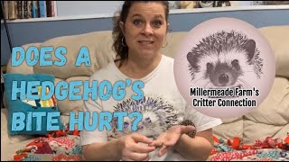 Do hedgehogs bite  Does a hedgehogs bite hurt part two [upl. by Assenna658]